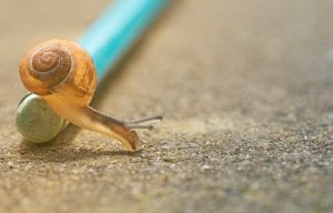 snail on a pencil